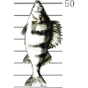 Perch Fishing