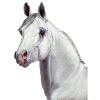 Arabisches Pferd