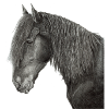 Friesenpferd Porträt