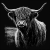 Scottish Highland cattle