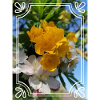 bouton d'or et cerisier