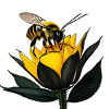abeille butine une fleur