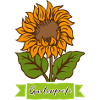 Sonnenblume Gartenprofi