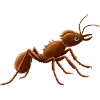 Ant wild jungle