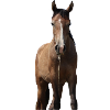 Horses T-shirt Gift Rider