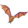 Flying fox bat