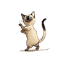 Iki the Siamese cat