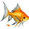 Le poisson rouge