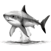 The shark