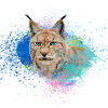 lynx,chat,peinture,aquarelle,peinture