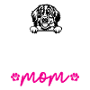 Bernese Mountain Dog