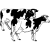 Two cows black and white