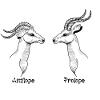 Antilope ProlopeSchwarz
