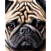 The sad pug