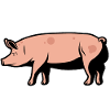 Schwein Bauer Schweinezucht Geschenk