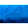 requin