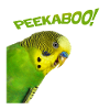 peekaboo 01