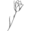 Tulip drawing flower motif plain