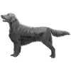Flatcoated Retriever