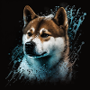 Akita Inu Dog