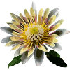 Die Blume