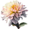 Die Blume