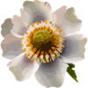 The flower