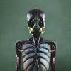 photographic portrait insect skeleton
