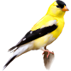Chardonneret jaune