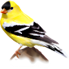 Chardonneret jaune