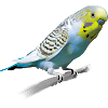 Sweet budgerigar