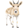 Saiga antelope
