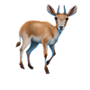 Saiga-Antilope