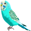 Sweet budgerigar