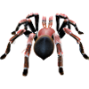 Pink tarantula