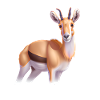 Saiga antelope