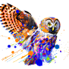 Colourful Owl