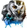 Colourful Owl