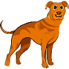 Rhodesian Ridgeback Dog