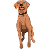 Rhodesian Ridgeback