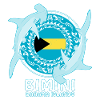 Requin-marteau Bimini