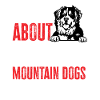 Bouvier bernois