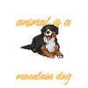 Bernese Mountain Dog