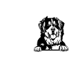 Bernese Mountain Dog