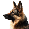 Schöner Hund