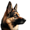 Beautiful dog