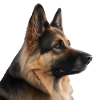 Beautiful dog