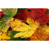 Herbstblätter
