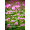Art floral