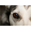 Husky Eye